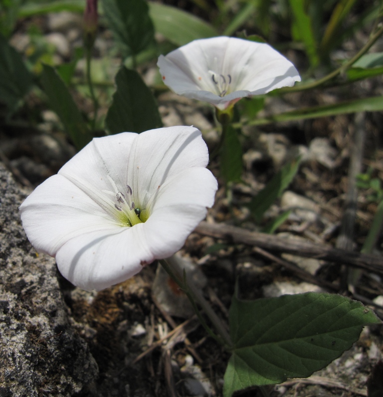 Convolvulus arvensis